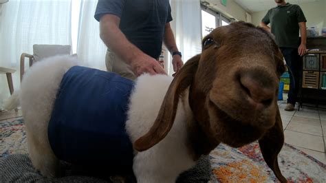 Fort Lupton rescue goat learning to walk on new prosthetics